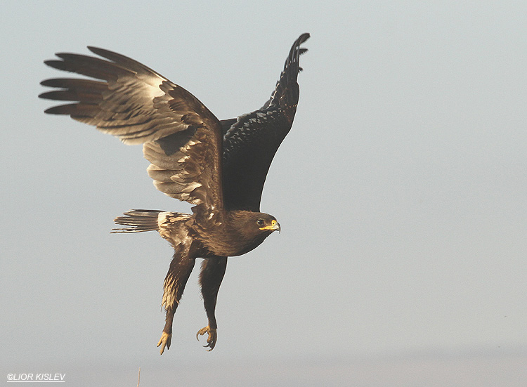        Greater Spotted Eagle   Aquila clanga Beit Shean valley,Israel, November  2010 Lior Kislev     